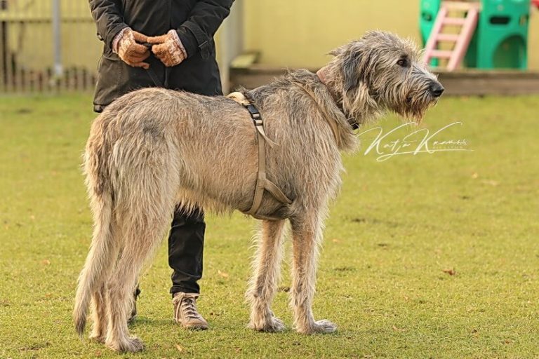 Hundeschule GREH - Berlin Nähe Südkreuz