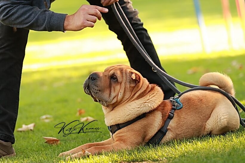 Hundeschule GREH - Berlin Nähe Südkreuz