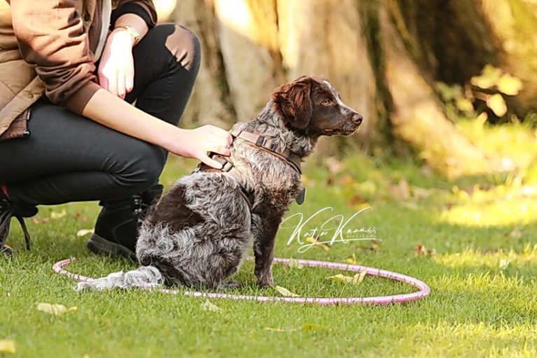 Hundeschule GREH - Berlin Nähe Südkreuz