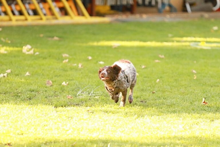 Zusätzliche Informationen - Hundeschule GREH Hundeschule GREH - Berlin Nähe Südkreuz