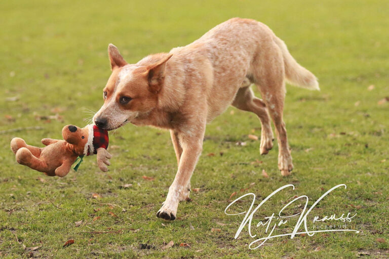 Mobility und vieles mehr (MS) - Hundeschule GREH Hundeschule-GREH-10Mobum_0E6A0002