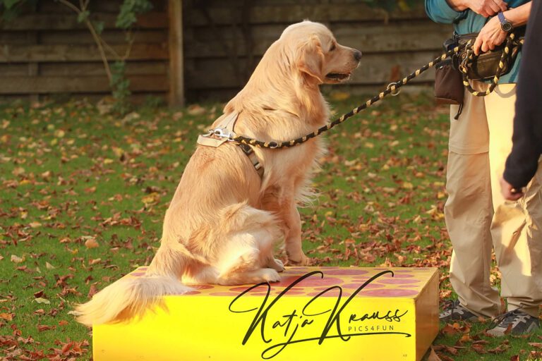 Mobility und vieles mehr (MS) - Hundeschule GREH Hundeschule-GREH-10Mobum_0E6A0003
