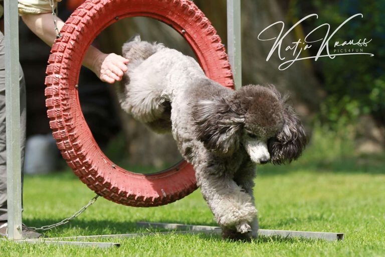 Mobility und vieles mehr (MS) - Hundeschule GREH Hundeschule-GREH-10Mobum_0E6A0004