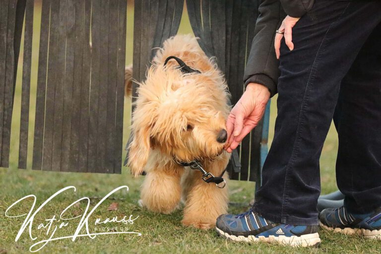 Mobility und vieles mehr (MS) - Hundeschule GREH Hundeschule-GREH-10Mobum_0E6A0005