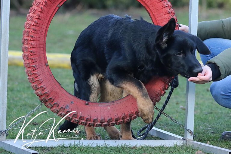 Mobility und vieles mehr (MS) - Hundeschule GREH Hundeschule-GREH-10Mobum_0E6A7740
