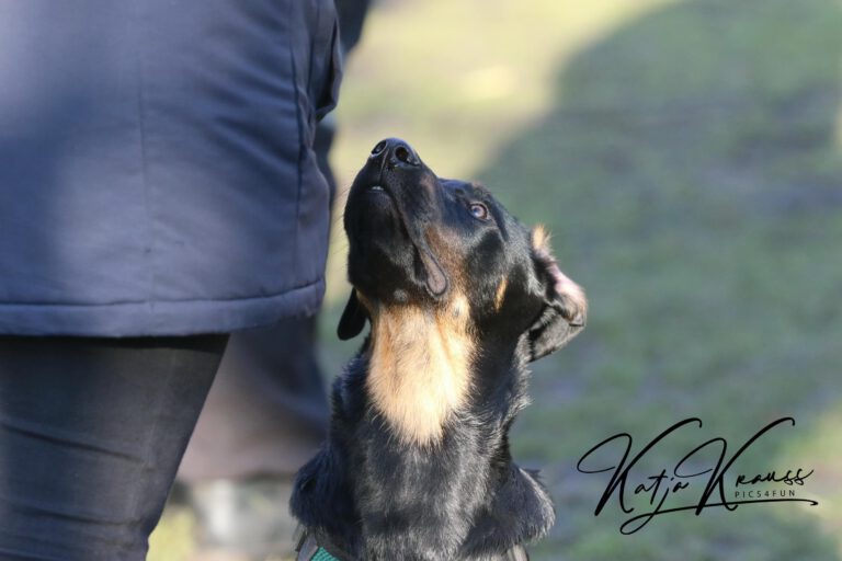 Hundeschule-GREH-11Grund_0E6A7343