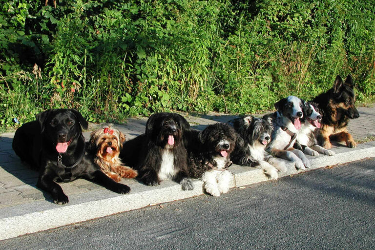 Verkehrserziehungskurs (VK) - Hundeschule GREH Hundeschule-GREH-12Verk_IMG_0005