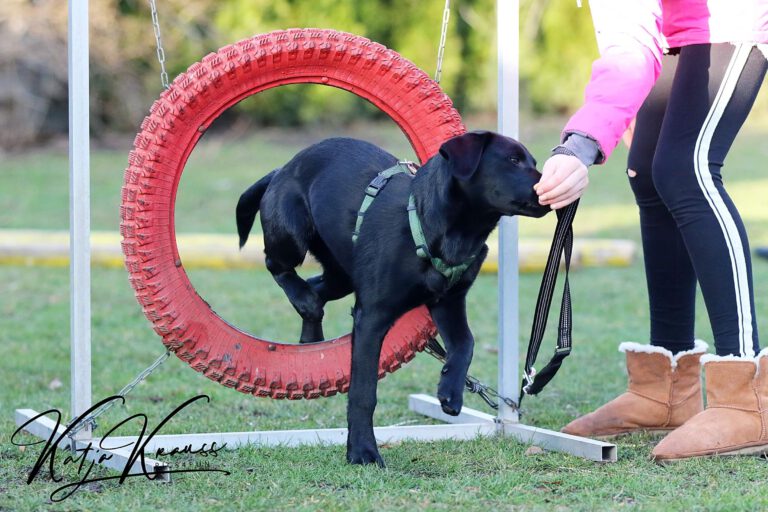 Hundeschule-GREH-13Mobk_0E6A7723