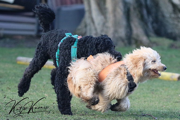 Schnüffelkurs (SK) - Hundeschule GREH Hundeschule-GREH-14Schnük_0E6A7676