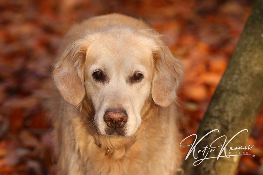 Grundkurs für Welpen und ältere Hunde (GK) Mai II Hundeschule GREH