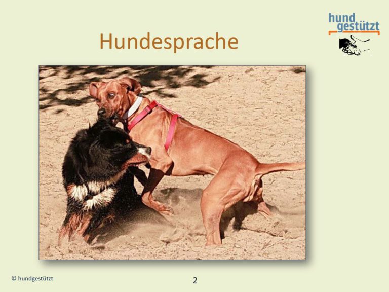 Hundeschule-GREH-26Web_Folie Bedürfnisse005