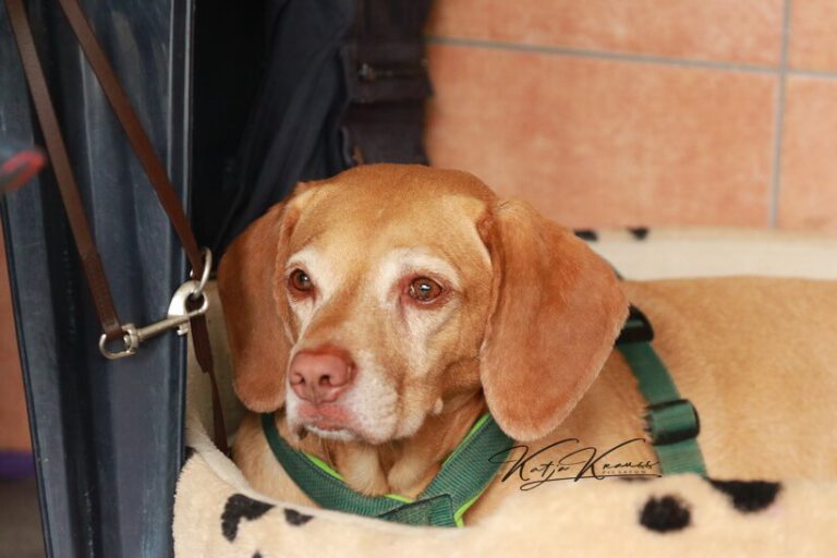 Zusätzliche Informationen - Hundeschule GREH Hundeschule-GREH-32Zus_0E6A0001