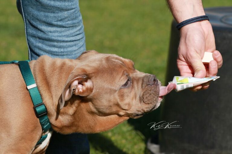 Zusätzliche Informationen - Hundeschule GREH Hundeschule-GREH-32Zus_0E6A0002