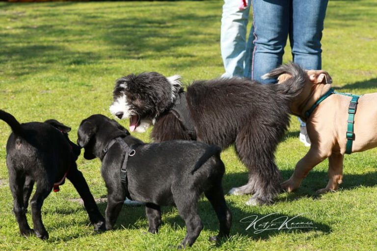 Zusätzliche Informationen - Hundeschule GREH Hundeschule-GREH-32Zus_0E6A0003