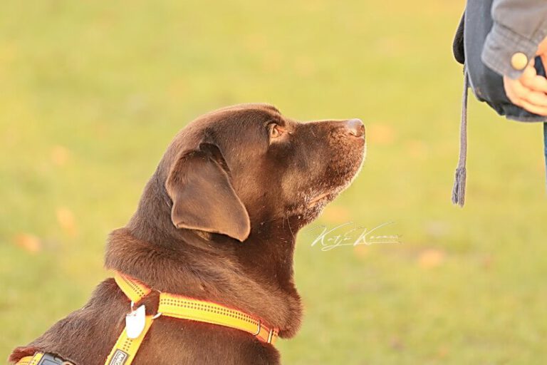Zusätzliche Informationen - Hundeschule GREH Hundeschule-GREH-32Zus_0E6A0004