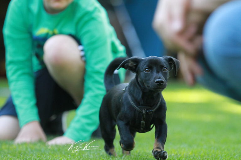 Hundeschule-GREH-42Apli_IMG_0276