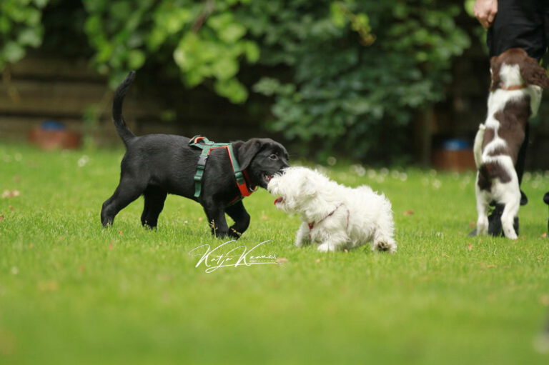 Hundeschule-GREH-43Anmeld_IMG_0060