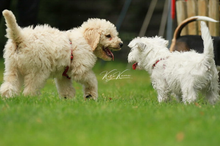 Hundeschule-GREH-43Anmeld_IMG_0078