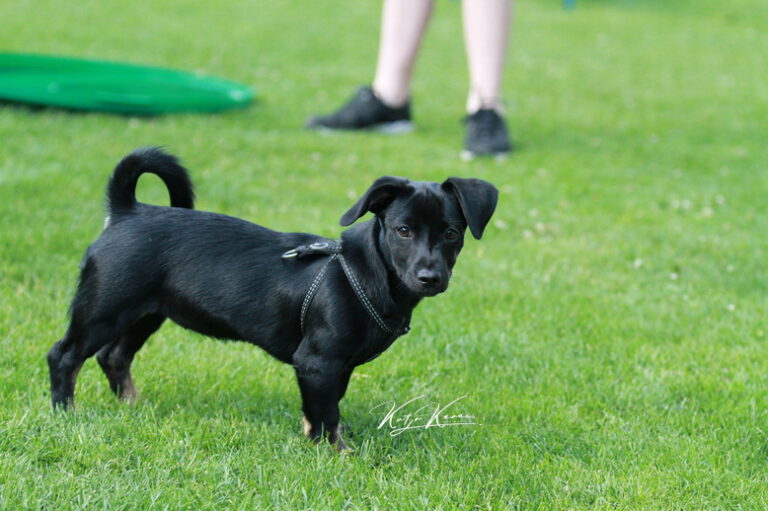 Hundeschule-GREH-46AGB_IMG_0025