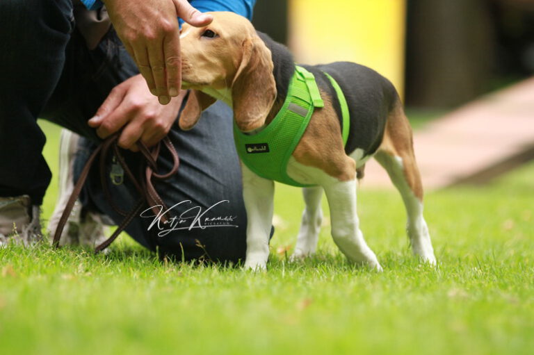 Hundeschule-GREH-46AGB_IMG_0096