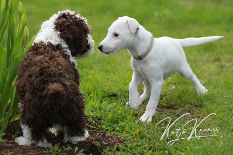 Hundeschule-GREH-47offS_2015-05-28 Finnland Spürhundausbildung 017