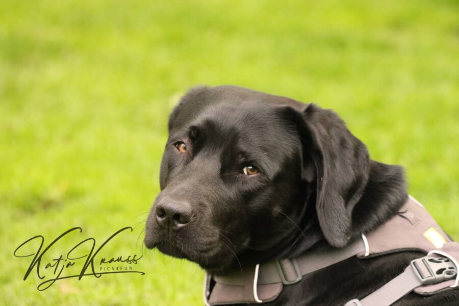 Covid19 Testpflicht entfällt - Hundeschule GREH