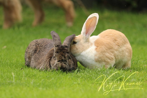 Tierische Mitarbeiter - Hundeschule GREH