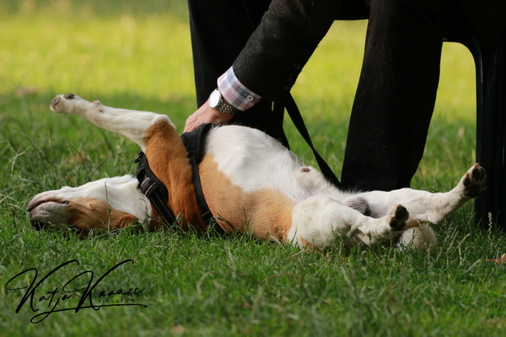 Aktuelles Schutzkonzept Covid 19 - Hundeschule GREH