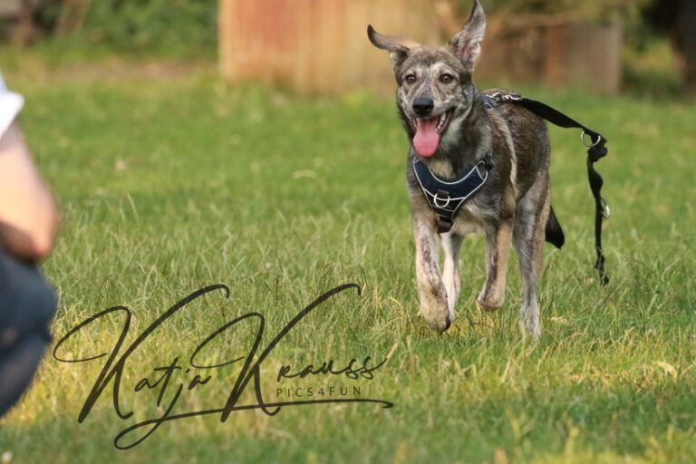 Danke - Hundeschule GREH