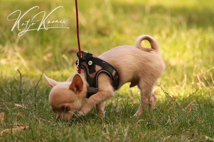 Leinenführigkeit - Hundeschule GREH Hundeschule-GREH-7Schnü_0E6A9955