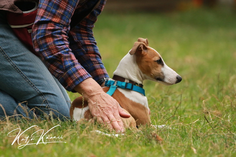 Hundekongress- jetzt anmelden und kostenlos dabei sein! - Hundeschule GREH