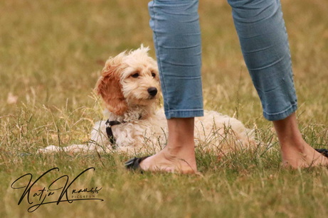 GFK und Tiere Webinar Aufzeichnung - Hundeschule GREH