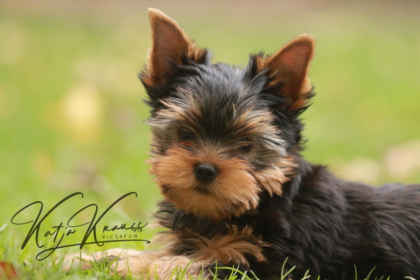 Loving Animals Infoveranstaltung - morgen am 05.06. um 18 Uhr kostenlos und online - Hundeschule GREH Loving Animals Infoveranstaltung - morgen am 05.06. um 18 Uhr kostenlos und online - Hundeschule GREH