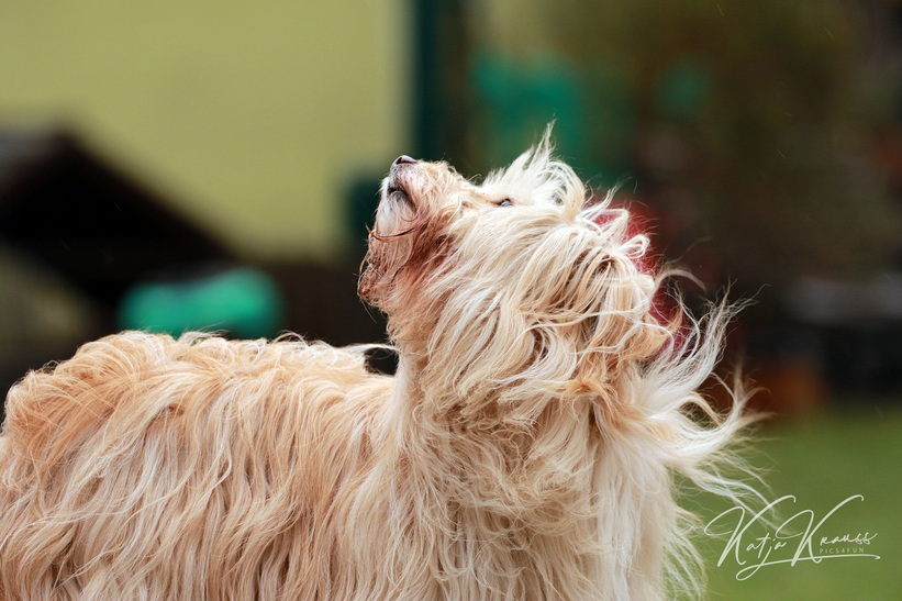 Heute am 3.2.23 fallen die Studen wegen des Wetters aus. - Hundeschule GREH