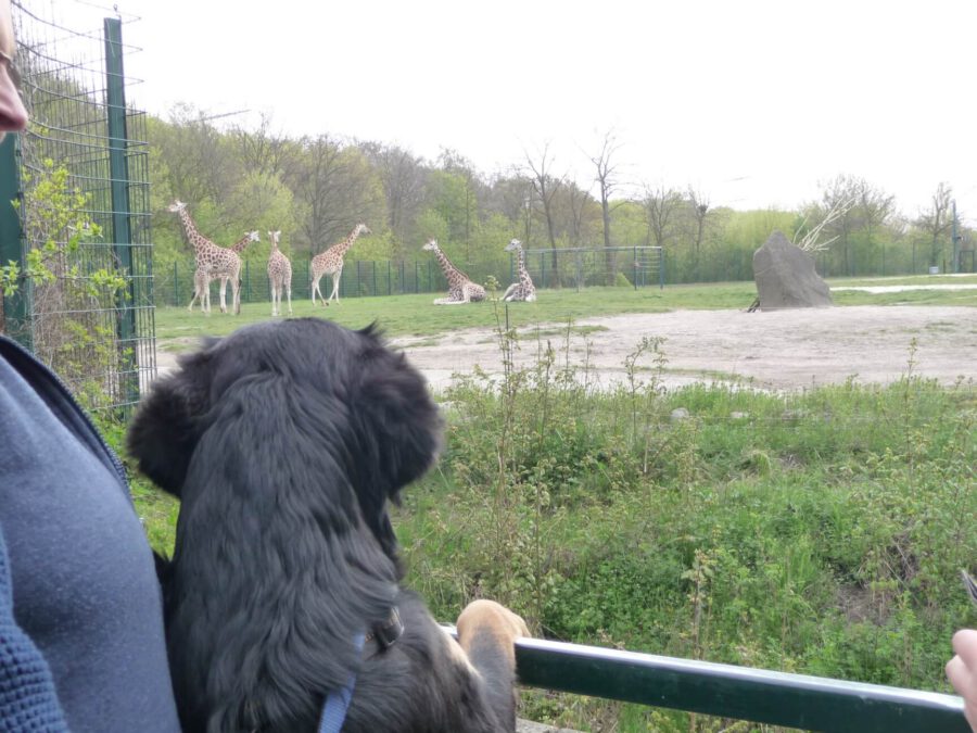 Tierparkbesuch 2023 - Hundeschule GREH