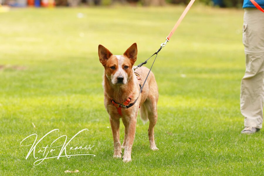 Kostenlose Online-Infoabende 2023 - Hundeschule GREH Kostenlose Online-Infoabende 2023 - Hundeschule GREH