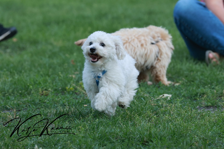 Fotogalerien - Hundeschule GREH