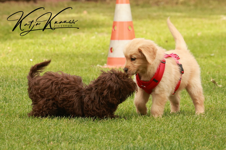 Fotogalerien - Hundeschule GREH