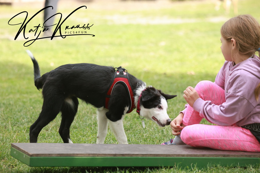 Fotogalerien - Hundeschule GREH