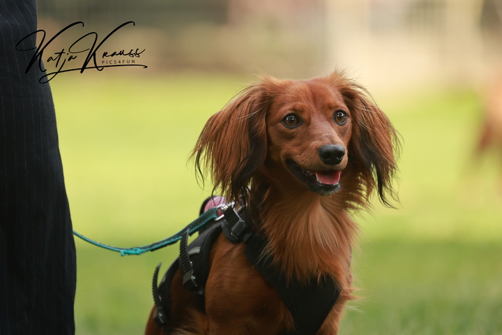 Fotogalerien - Hundeschule GREH