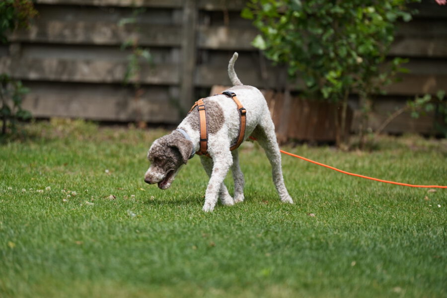 Fotogalerien - Hundeschule GREH