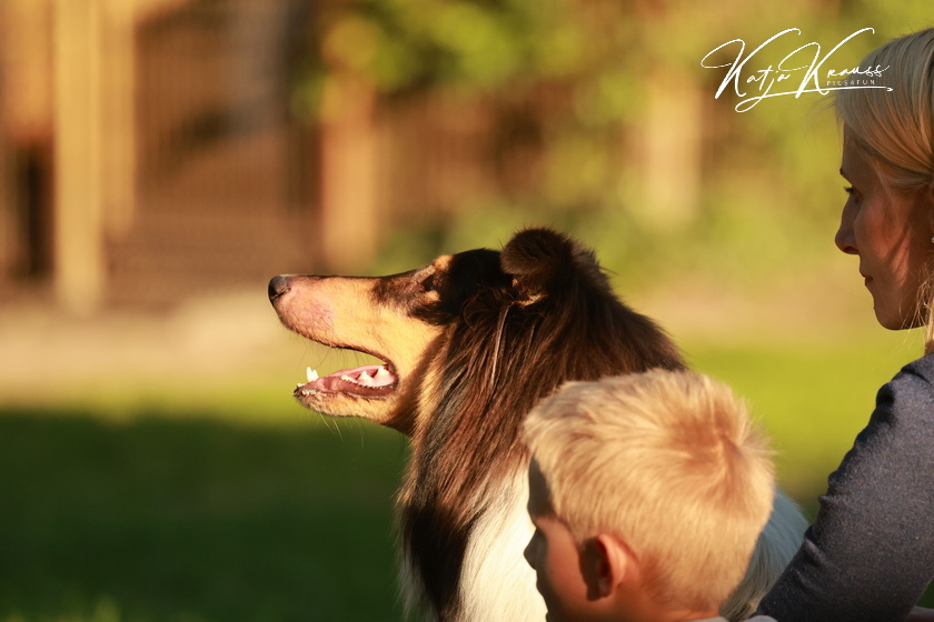 Fotogalerien - Hundeschule GREH