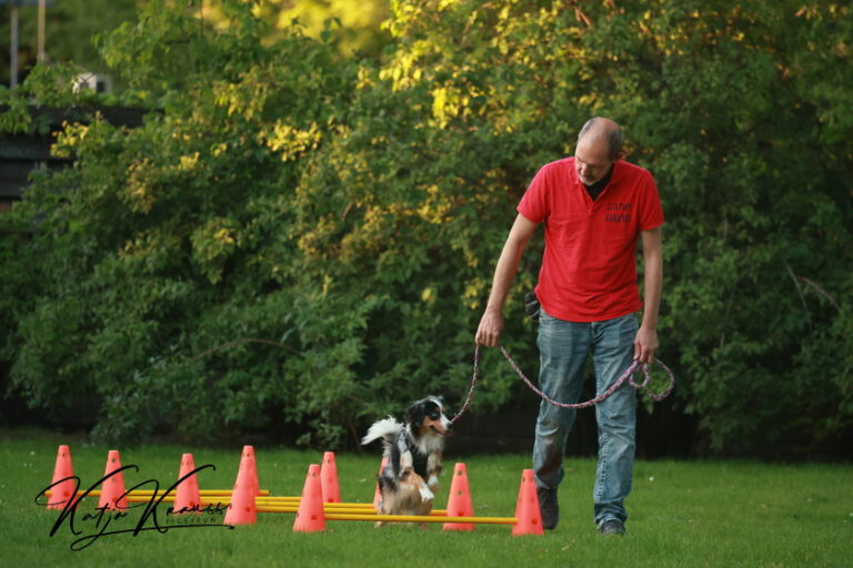 Leinenführigkeit - Hundeschule GREH 2O4A3124
