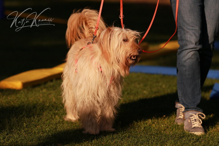 Leinenführigkeit - Hundeschule GREH 0E6A8192