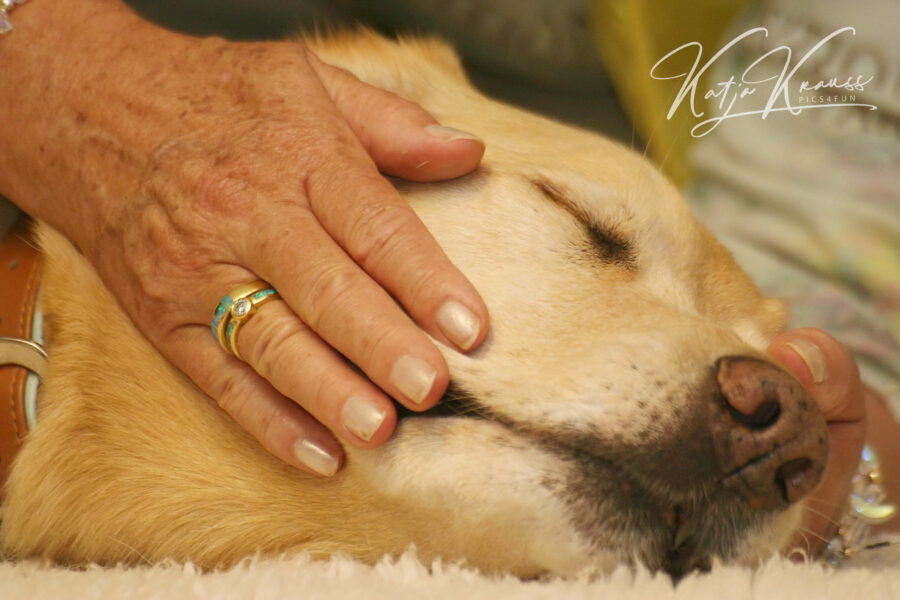 Kostenlose Infoabende 2024 - Hundeschule GREH