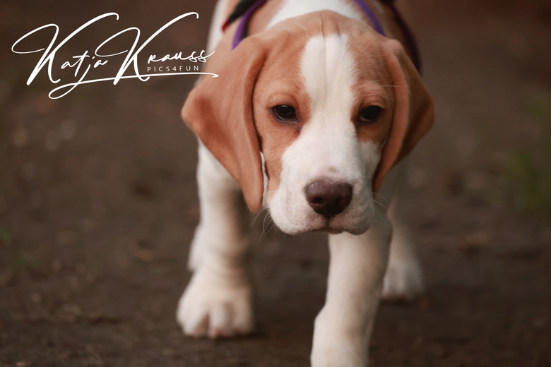 Fotogalerien - Hundeschule GREH