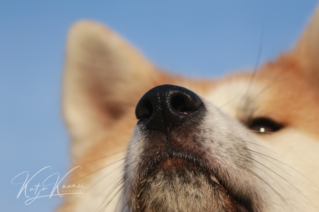 Suchen - Finden - Zeigen - Hundeschule GREH