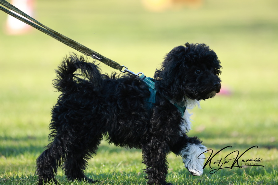Fotogalerie vom 28.03.25 (Tellington und Miniwelpen) - Hundeschule GREH