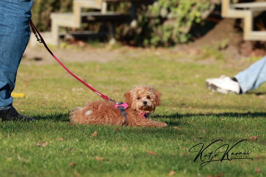 Fotogalerien - Hundeschule GREH