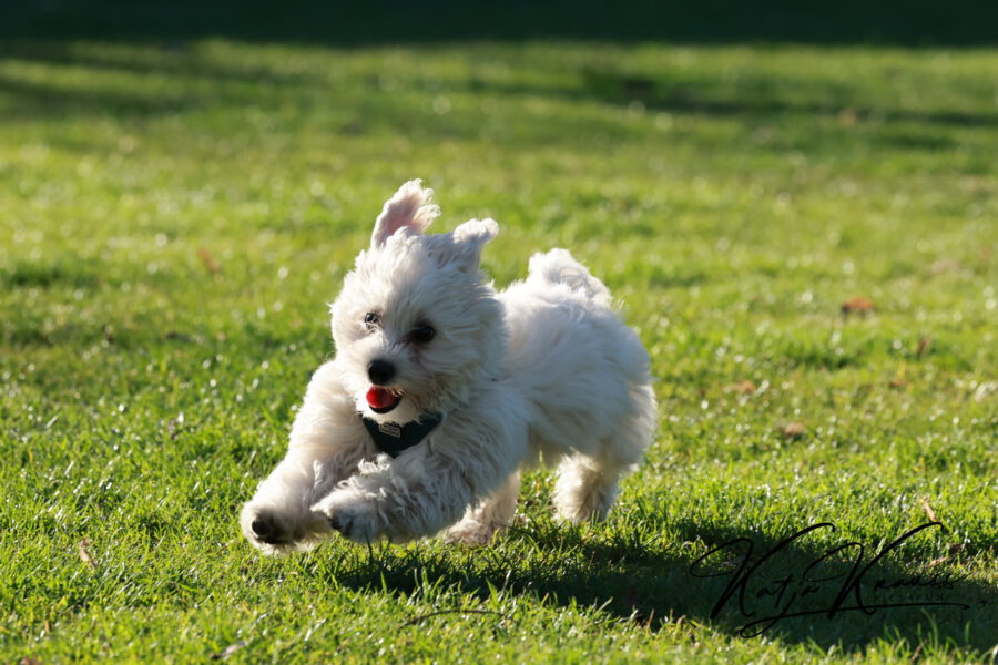 Aktuelles - Hundeschule GREH Aktuelles - Hundeschule GREH